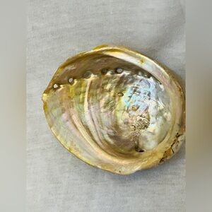 Iridescent Abalone Shell 3 inches